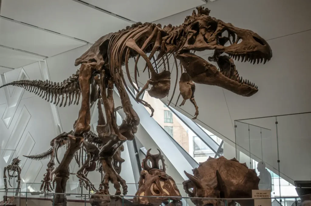 Dinosaure exhibity at the ROM. Royal Ontario Museum in Toronto